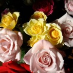 梅雨の時期に咲く色鮮やかなバラの画像
